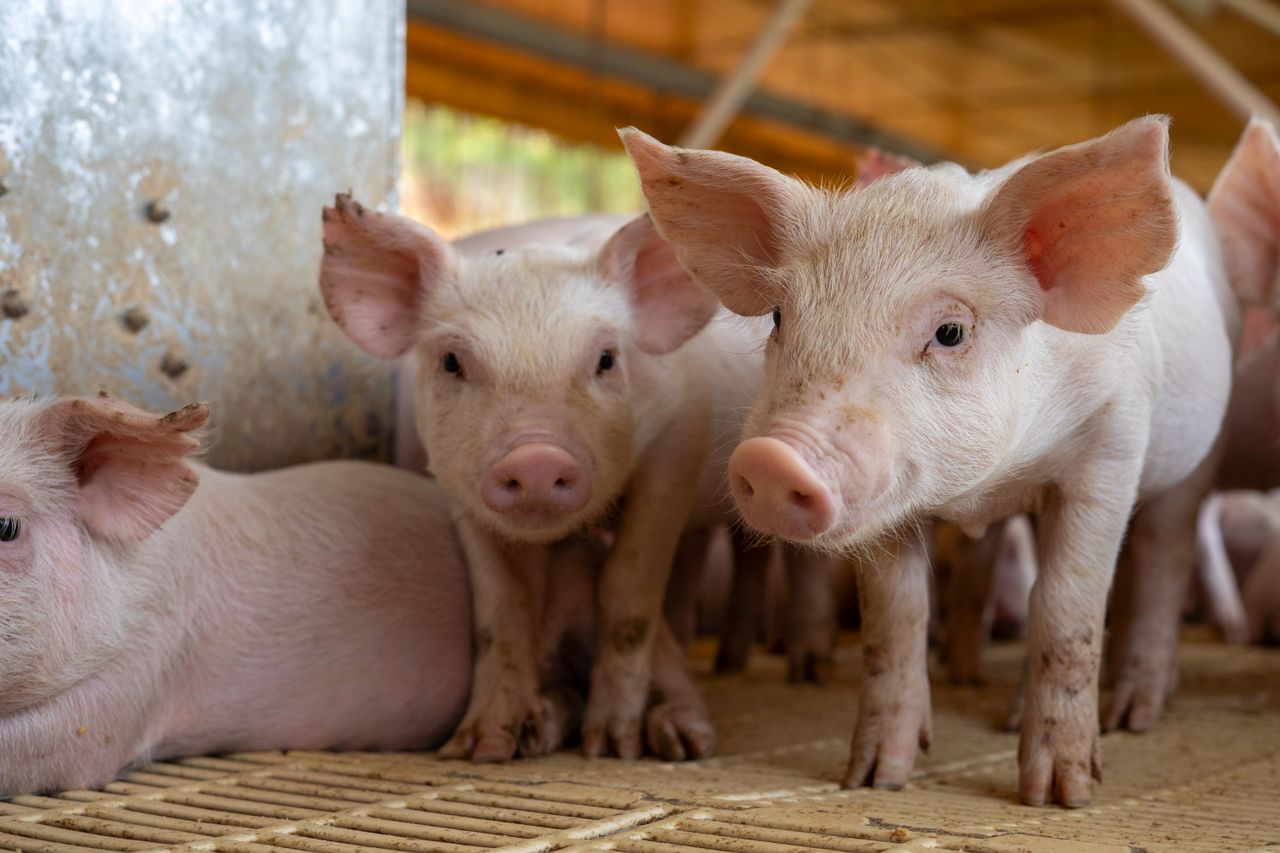 The Art of Drawing Readers In: Your attractive post title goes here Group of adorable piglets in a farm environment.