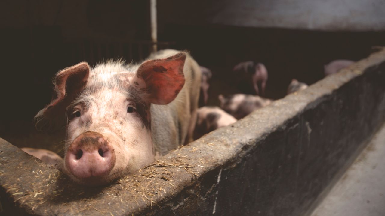 Crafting Captivating Headlines: Your awesome post title goes here Close-up of a curious pig in a barn, highlighting farm life.