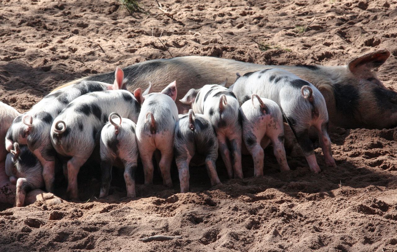 Mastering the First Impression: Your intriguing post title goes here A group of piglets feeding from a sow on a sandy farm during the day.